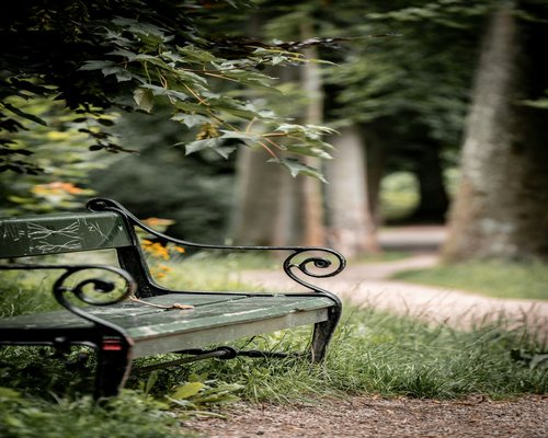A quiet park bench under a tree representing visual rest